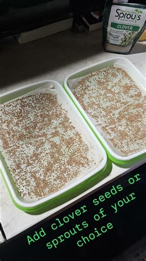 Growing these delicious and healthy clover sprouts! #garden #sprouts #healthy #heathlyfood #growing