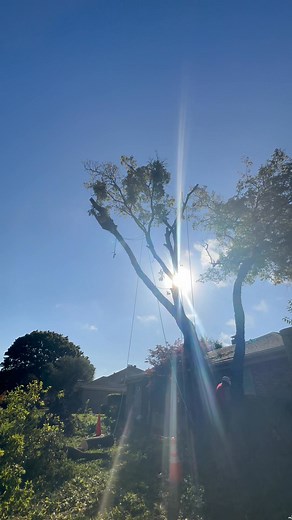 ☎️ ⬅️ 214-394-2414 | Parker Tree Service