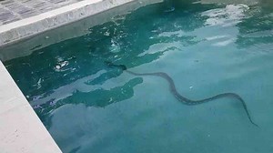 Unexpected discovery of a massive serpent swimming in residential pool area