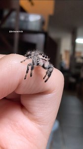 2.7K views · 2.2K reactions | I love when they just stare 凉 Phidippus Regius Female #arachnids #animals #animalplanet #cute #cuteanimals #discover #explore #foryou #insects #jumpingspiders #jumpingspider #love #macro #phidippusregius #regaljumpingspider #salticidae #spidersofig #spiders #pets #wildlife #petsofinstagram #exoticpets #petlover #reels #nature #reptiles #videography | Danie's Arachnids | Facebook