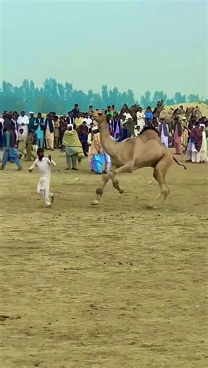 Beautiful camel dance