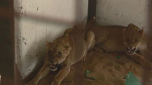 A Safari Adventure Like You've Never Seen Before