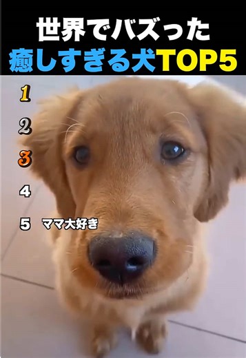 癒しすぎる犬TOP5