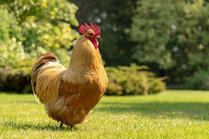 10 BEST Chicken Breeds for Hawaii (2023 Guide) - The Gardening Dad