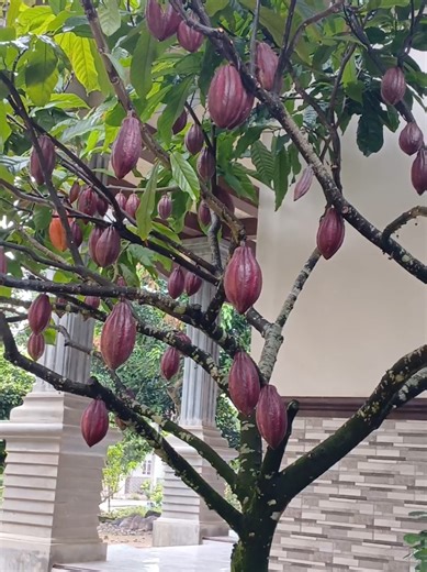 KLON MCC02#kakaounggul #sambungpucuk