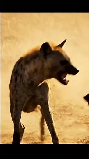 Hyena vs Wild Dogs: The Ultimate Battle for Survival! 😱🐾
