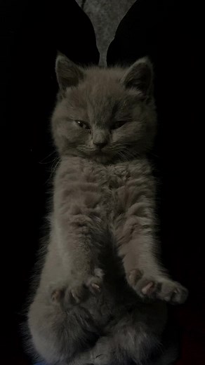 Cute Kittens Sleeping: A Perfect Relaxing Moment