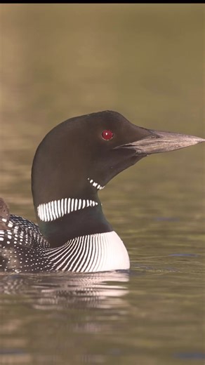 786K views · 30K reactions | A few common loon calls to start the day | Harry Collins Photography | Facebook