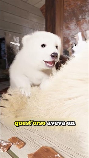 THE STORY OF THE MAN WHO RAISED A POLAR BEAR CUB (Credits: @zackdfilms)