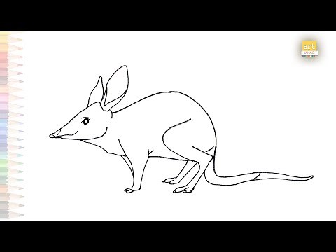 Bilby outline drawing | Australian animals drawings | How to draw A Bilby step by step | Bilbies art