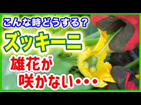 【ズッキーニの人工受粉】かぼちゃの雄花でチャレンジ！受粉5日後どうなった？ ～そばの庭 みどりふぉLABO～