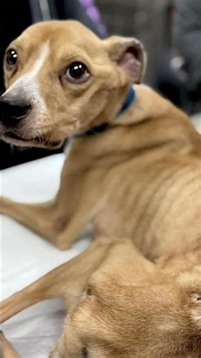 Please help and donate for treatment. read description below bfor more information