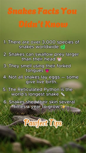 Snake Facts 🐍 | 6 Amazing Things You Didn’t Know About Snakes!