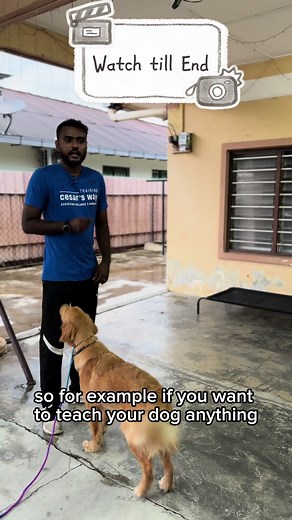 Bloopers alert! When your dog is way too good at following commands… even when you’re not giving them! 😂 🐕 #joedogtraining #malaysiadogtraining #dogtraining #cesarsway #dogtrainer #trainingcesarsway #dogtrainermalaysia #trainedbyjokhim #fyp #viraltiktok #goldenretriever #trainingbloopers #alwayslistening #dogtrainerlife