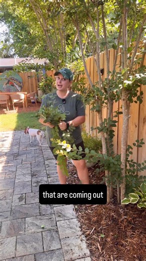 Stop pruning your crepe myrtle wrong!