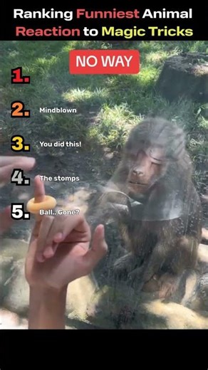 Ranking FUNNIEST Animal Reactions to Magic Tricks!