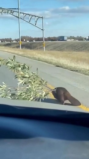 Beaver has a plan | Great Gadgets