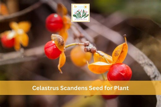 30 American Bittersweet Seeds | Celastrus Scandens | Native Climbing Vine | Orange Berry Ornamental Plant Seeds - Etsy
