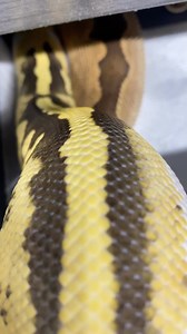 1.6K views · 50 reactions | Kicking off the 2024 season with Yellowbelly Desert Ghost Pied X Clown. The next generation of pairings for @ballpythons101  #letsgo #ballpythons101 #statementpairing #hustlehard #desertghostballpython | Ball Pythons 101 | Facebook