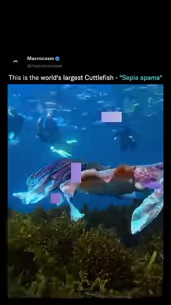 12K views · 150 reactions | Giant Australian Cuttlefish Giant Australian cuttlefish congregate off the coast of Whyalla in South Australia, along a 10 km stretch of the Upper Spencer Gulf Marine Park. | On The Deck - Footage from Australia's Commercial Fisherman | Facebook