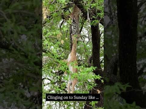 Leopard Clings to Impala in a Tree | African Safari
