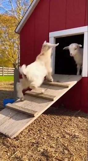 😂 Baby Goat Funny Moments | Cute Baby Goat Playing & Jumping | Funny Animal Video. Animal Magic