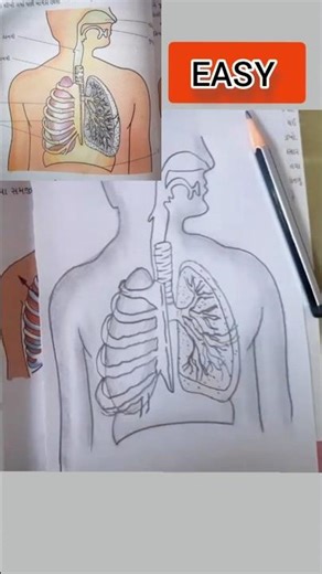 Human Respiratory system diagram drawing class 10 #cbse