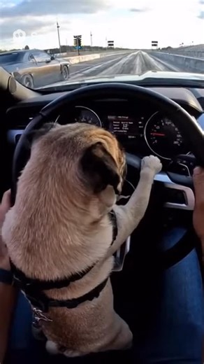 19 reactions | Took Pugsly to the drag race track and he loved it. #pugsly #dragracing #racing #pug | Pug.com | Facebook