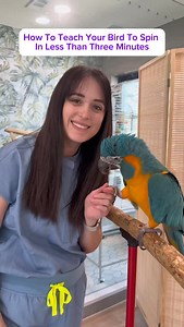 12K views · 99 reactions | How To Train Your Bird to Spin! 列 This is a super easy trick to teach, especially for those first starting out. Training is a great way to bond with your bird as well as keep their minds active. My bird was able to learn this in just a few minutes! #parrot #bird #training #birdtricks #parrots #birds #bluethroatedmacaw #zoo #exotics #animals #pets #vet #vetmed #veterinarian #birdtraining | Dr. Rachel, Exotic Pet Vet | Facebook