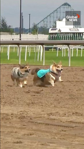 Cute corgis chase championship at Minnesota's Canterbury park