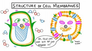 Structure of Cell Membranes