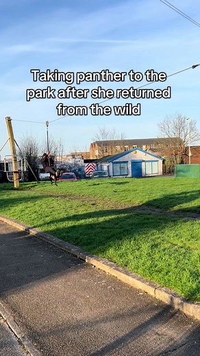 Panther's Park Visit After Wild Return