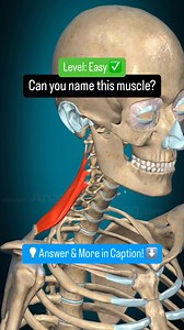 217K views · 1.3K reactions | Can you name this Muscle? | Medical Talks | Facebook