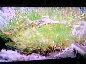 Milo and Otis Part(37)