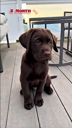 🍫 Chocolate Labs Are The WEAKEST Labradors… Here's Why