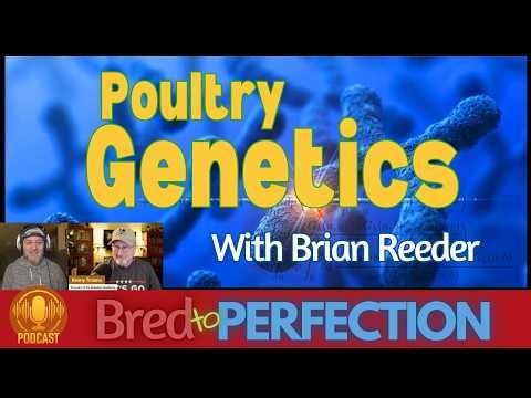 Unlocking the Secrets of Chicken Breeding with Brian Reeder