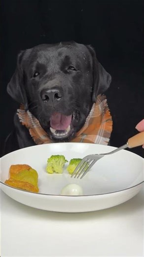 The Kitchen Felt Experimental. Labrador. Cute Pet Debut Plan