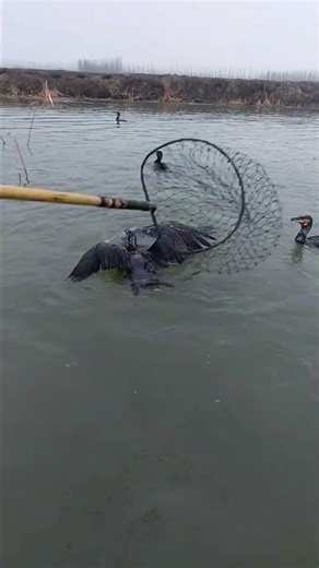 All birds are celebrating becouse of catching fish.#baotfishing