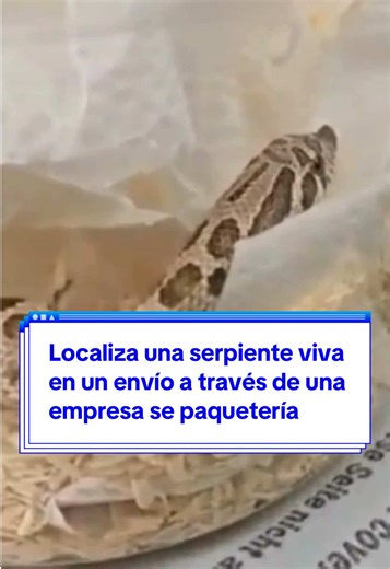 🐍 La Guardia Civil investiga el envío irr3gular de una serpiente viva desde Málaga hasta Navarra a través de una empresa de paquetería no autorizada para el transporte de animales vivos. 📃 Según ha informado la Benemérita, la actuación se desarrolló en fechas recientes en una empresa de mensajería de Berriozar, tras la detección del paquete por la UDAIFF (Unidad de Análisis e Investigación Fiscal y de Frontera) en el marco de sus labores de control. 🔎 Una vez en el lugar, los agentes comproba
