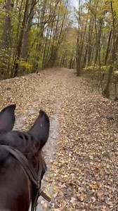 I took a Ride now what is called rails to trails oh railroad track that is now walking track. If you wanna see leaves at it best in this area take a walk down through there Elmont Alabama. | Stan Smith