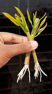 Grow java plum plant like a pro | Step-by-step propagation guide #share #fblifestyletyle #foryoupageシ #reelsviralシ #Share #foryouシ #reels #shorts | Amd MultiMedia