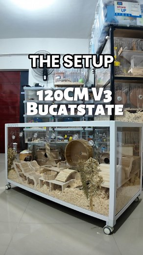 Full Cage Set up for 120cm Bucatstate V3 Cage for syrian hamster! Available here: https://shopee.ph/product/276654911/28534293774/ | Little Ham Supplies