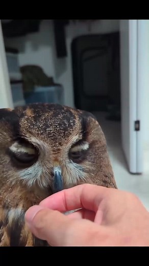 #owl #owls #birds #birdsvideo #owlphotography #owlvideos #OwlVideo #littleowls #nature | Funny Videos