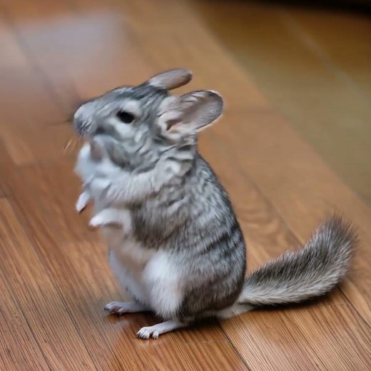 Angry Chinchilla