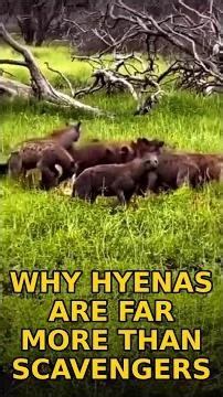 Why Hyenas Are Far More Than Scavengers #shorts #wildlife #lion #hyena
