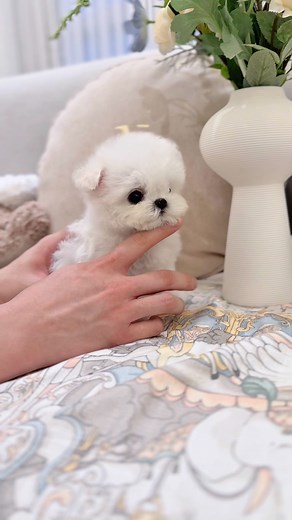 미니비숑 Minibichon Poodle Teacuppoodle | 멈미스🇰🇷 on Instagram: "___𝑀𝒰𝑀𝑀𝐼𝒮 𝒞𝐻𝐸𝒪𝒩𝒢𝒟𝒜𝑀 ⚜️세상에서 가장 아름다운 비숑은 멈미스⚜️ Mini bichon frise boy 'Bambina🫶🏻' 두 손 안에 사랑스러움🤲🏻 울 밤비나, 이리 귀여워도 되나? Cuteness overload, right in my hands. Bambina, how are you this ridiculously adorable?🪴 ."