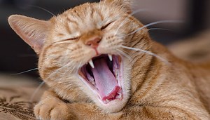 Tooth Resorption In Cats