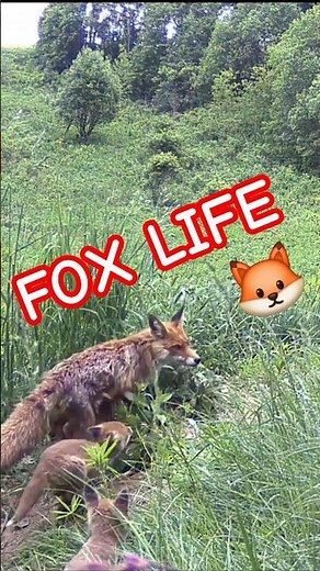 What happens when a fox family thinks no one is watching...
