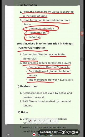 Describe the process of urine formation in kidneys. #biology #chemistry #brainstructure