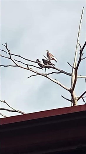 bird screaming on a tree #idkwhattoputhere